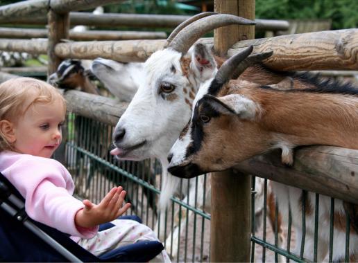 Publicaties_Geiten voeren op de kinderboerderij