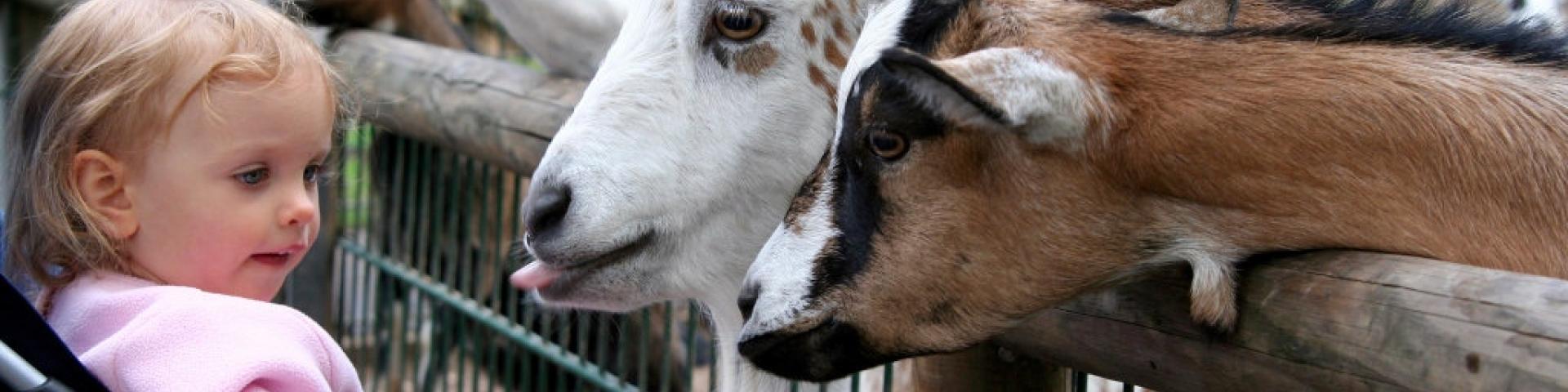 Publicaties_Geiten voeren op de kinderboerderij