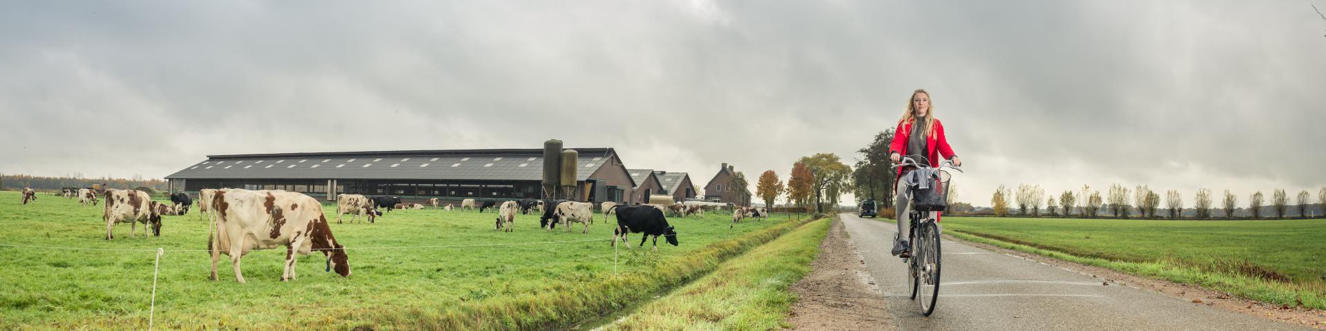 Aankondiging symposium 2023 vrouw fietst langs rundveehouderij
