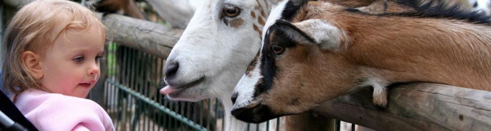 Publicaties_Geiten voeren op de kinderboerderij