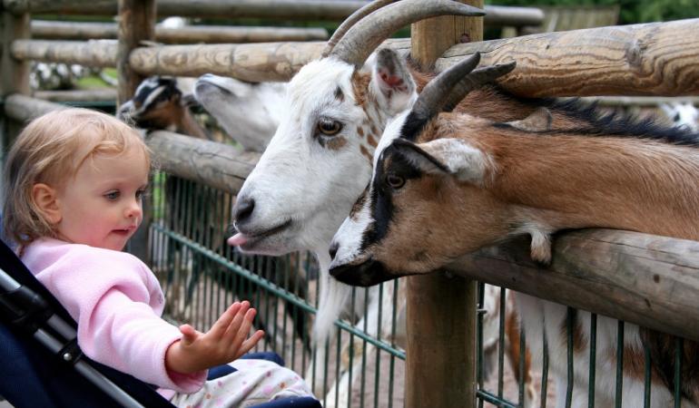 Publicaties_Geiten voeren op de kinderboerderij