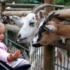 Publicaties_Geiten voeren op de kinderboerderij